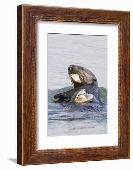 Southern Sea Otter Eats a Clam-Hal Beral-Framed Photographic Print