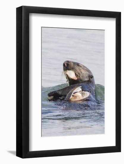 Southern Sea Otter Eats a Clam-Hal Beral-Framed Photographic Print