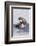 Southern Sea Otter Eats a Clam-Hal Beral-Framed Photographic Print