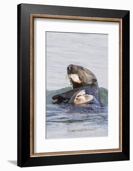 Southern Sea Otter Eats a Clam-Hal Beral-Framed Photographic Print