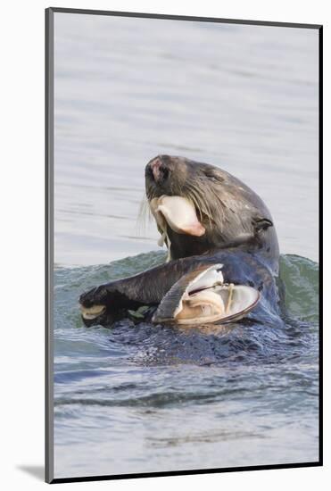 Southern Sea Otter Eats a Clam-Hal Beral-Mounted Photographic Print