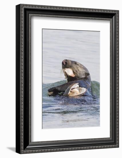 Southern Sea Otter Eats a Clam-Hal Beral-Framed Photographic Print