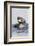 Southern Sea Otter Eats a Clam-Hal Beral-Framed Photographic Print