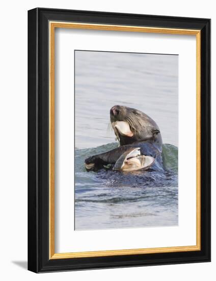 Southern Sea Otter Eats a Clam-Hal Beral-Framed Photographic Print