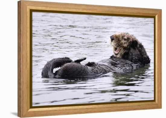 Southern Sea Otter Floats with Paws out of the Water-Hal Beral-Framed Premier Image Canvas