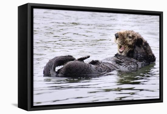 Southern Sea Otter Floats with Paws out of the Water-Hal Beral-Framed Premier Image Canvas