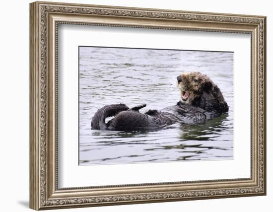 Southern Sea Otter Floats with Paws out of the Water-Hal Beral-Framed Photographic Print