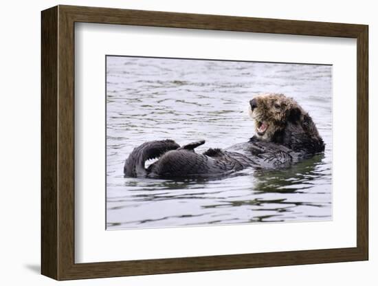 Southern Sea Otter Floats with Paws out of the Water-Hal Beral-Framed Photographic Print