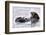 Southern Sea Otter Floats with Paws out of the Water-Hal Beral-Framed Photographic Print