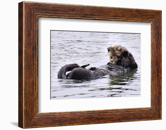 Southern Sea Otter Floats with Paws out of the Water-Hal Beral-Framed Photographic Print