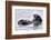 Southern Sea Otter Floats with Paws out of the Water-Hal Beral-Framed Photographic Print