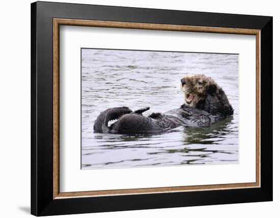 Southern Sea Otter Floats with Paws out of the Water-Hal Beral-Framed Photographic Print