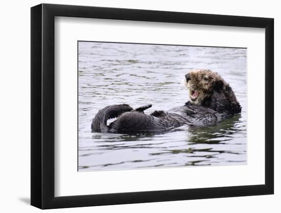 Southern Sea Otter Floats with Paws out of the Water-Hal Beral-Framed Photographic Print