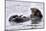 Southern Sea Otter Floats with Paws out of the Water-Hal Beral-Mounted Photographic Print