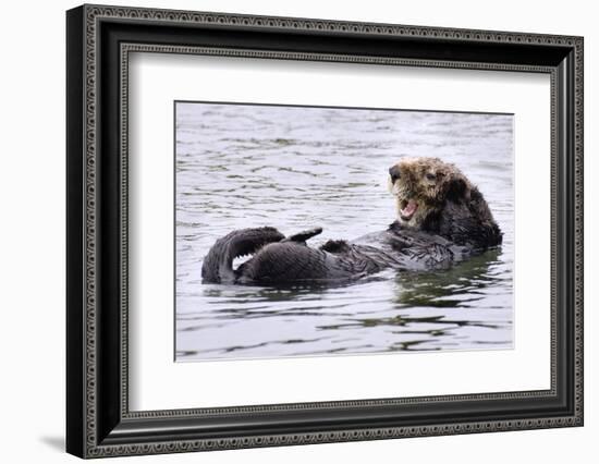 Southern Sea Otter Floats with Paws out of the Water-Hal Beral-Framed Photographic Print