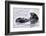 Southern Sea Otter Floats with Paws out of the Water-Hal Beral-Framed Photographic Print