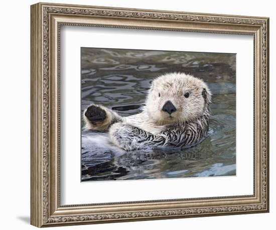 Southern sea otter hold paws up to conserve heat-Hal Beral-Framed Photographic Print