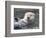 Southern sea otter hold paws up to conserve heat-Hal Beral-Framed Photographic Print