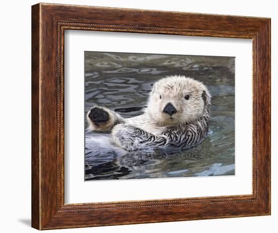 Southern sea otter hold paws up to conserve heat-Hal Beral-Framed Photographic Print