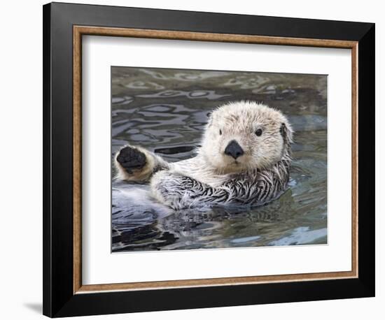 Southern sea otter hold paws up to conserve heat-Hal Beral-Framed Photographic Print