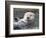 Southern sea otter hold paws up to conserve heat-Hal Beral-Framed Photographic Print