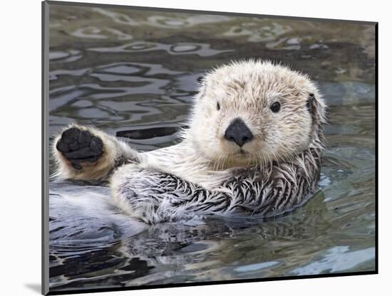 Southern sea otter hold paws up to conserve heat-Hal Beral-Mounted Photographic Print