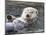 Southern sea otter hold paws up to conserve heat-Hal Beral-Mounted Photographic Print