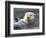 Southern sea otter hold paws up to conserve heat-Hal Beral-Framed Photographic Print