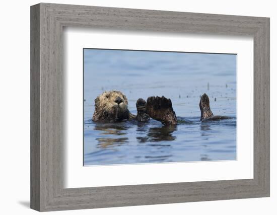 Southern Sea Otter-Lynn M^ Stone-Framed Photographic Print