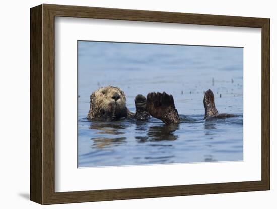 Southern Sea Otter-Lynn M^ Stone-Framed Photographic Print