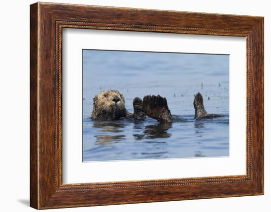 Southern Sea Otter-Lynn M^ Stone-Framed Photographic Print