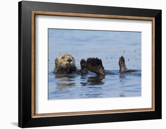 Southern Sea Otter-Lynn M^ Stone-Framed Photographic Print