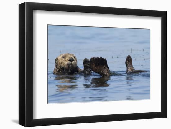 Southern Sea Otter-Lynn M^ Stone-Framed Photographic Print