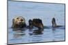 Southern Sea Otter-Lynn M^ Stone-Mounted Photographic Print