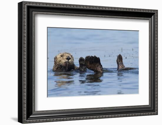 Southern Sea Otter-Lynn M^ Stone-Framed Photographic Print