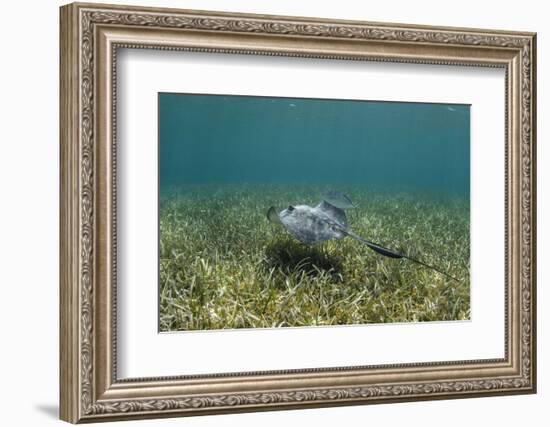 Southern Stingray and Bar Jack, Belize Barrier Reef, Belize-Pete Oxford-Framed Photographic Print