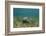 Southern Stingray and Bar Jack, Belize Barrier Reef, Belize-Pete Oxford-Framed Photographic Print