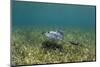 Southern Stingray and Bar Jack, Belize Barrier Reef, Belize-Pete Oxford-Mounted Photographic Print