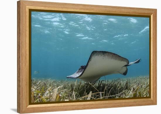 Southern Stingray, Belize Barrier Reef, Belize-Pete Oxford-Framed Premier Image Canvas