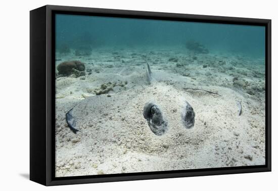 Southern Stingray, Belize Barrier Reef, Belize-Pete Oxford-Framed Premier Image Canvas