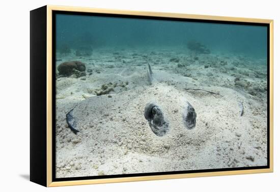 Southern Stingray, Belize Barrier Reef, Belize-Pete Oxford-Framed Premier Image Canvas