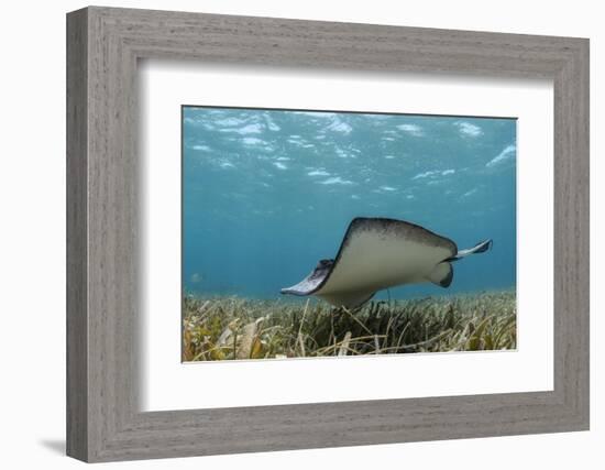 Southern Stingray, Belize Barrier Reef, Belize-Pete Oxford-Framed Photographic Print