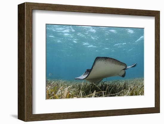 Southern Stingray, Belize Barrier Reef, Belize-Pete Oxford-Framed Photographic Print