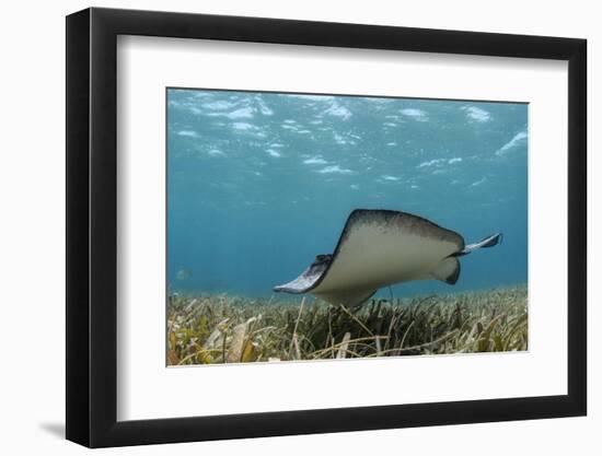 Southern Stingray, Belize Barrier Reef, Belize-Pete Oxford-Framed Photographic Print