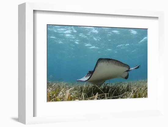 Southern Stingray, Belize Barrier Reef, Belize-Pete Oxford-Framed Photographic Print