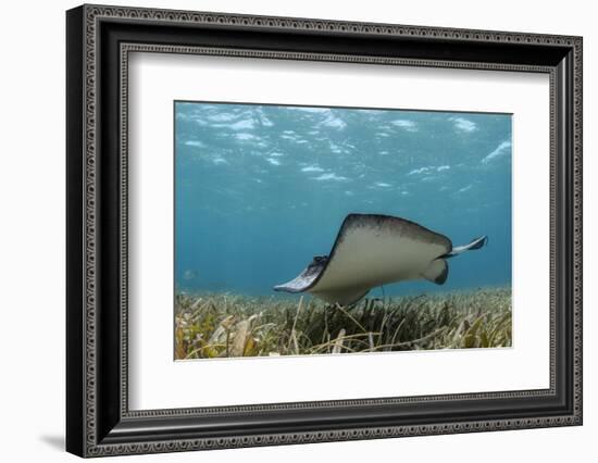 Southern Stingray, Belize Barrier Reef, Belize-Pete Oxford-Framed Photographic Print