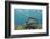 Southern Stingray, Belize Barrier Reef, Belize-Pete Oxford-Framed Photographic Print