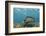 Southern Stingray, Belize Barrier Reef, Belize-Pete Oxford-Framed Photographic Print