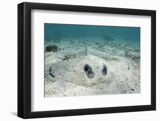 Southern Stingray, Belize Barrier Reef, Belize-Pete Oxford-Framed Photographic Print