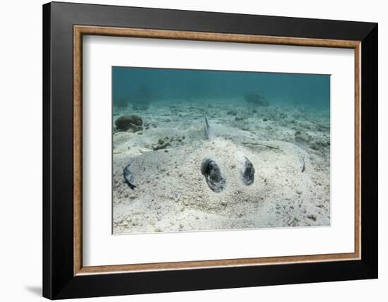 Southern Stingray, Belize Barrier Reef, Belize-Pete Oxford-Framed Photographic Print